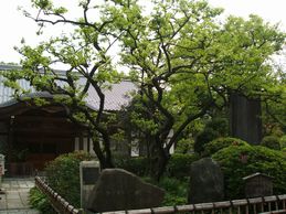 禅寺丸柿の原木