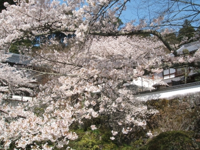 岡寺の桜（その１）