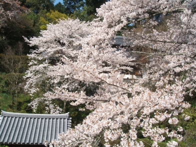 岡寺の桜（その２）